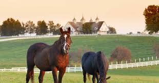 How To Buy Horse Farms: Step-By-Step Guide