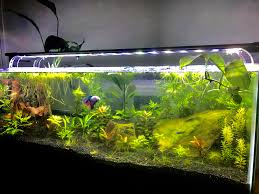 How To Set Up Betta Fish Tank Without Filter
